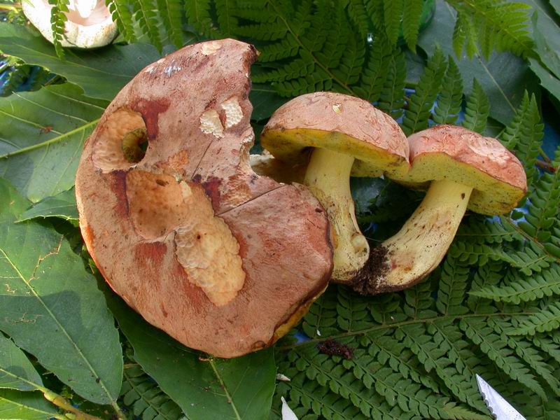 Escursione in Castagniccia - Corsica